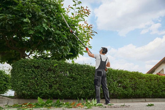 Can my Neighbour remove a boundary hedge? 3 What Are the Steps to Make a Formal Complaint About Hedge Removal? Party Wall Surveyor